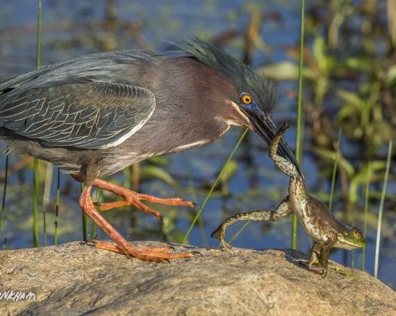 Green Heron