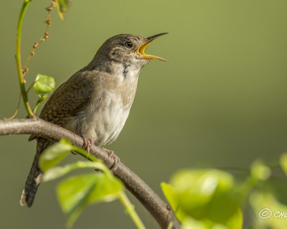 House Wren