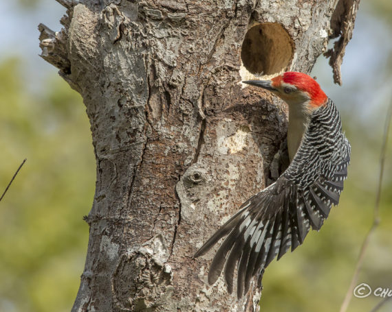 Red-Bellied Woodpecker