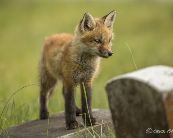 Red Fox Kit