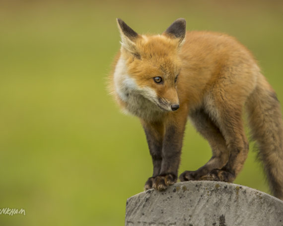 Red Fox Kit