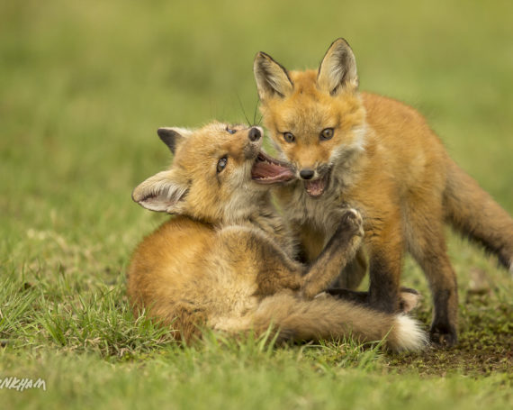 Red Fox Kits