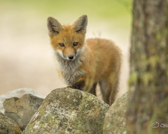 Red Fox Kit