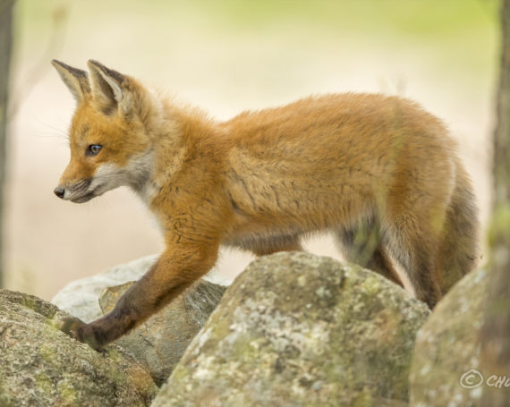 Red Fox Kit