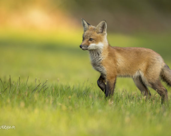 Red Fox Kit