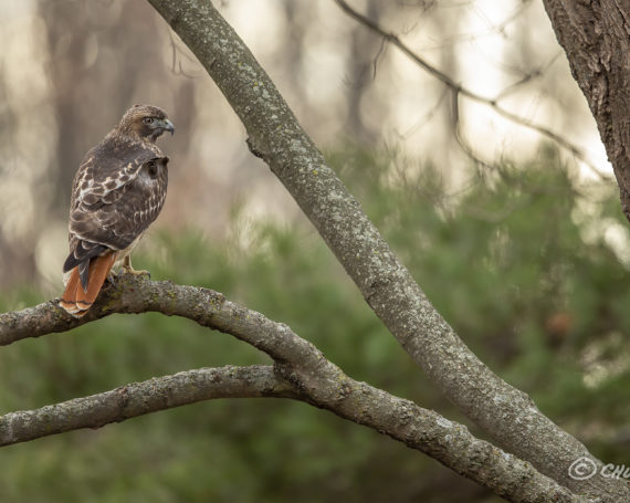 Red-tailed Hawk