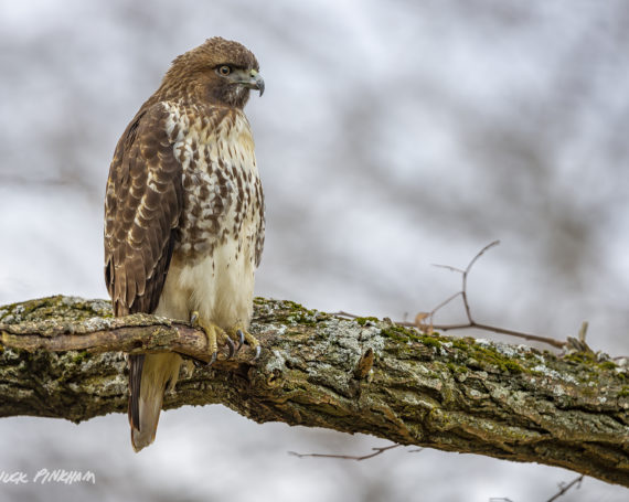 Red-tailed Hawk