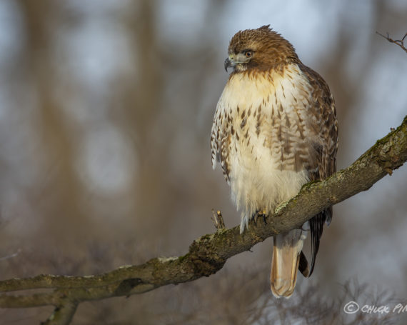 Red-tailed Hawk