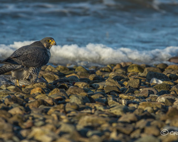 Peregrine Falcon