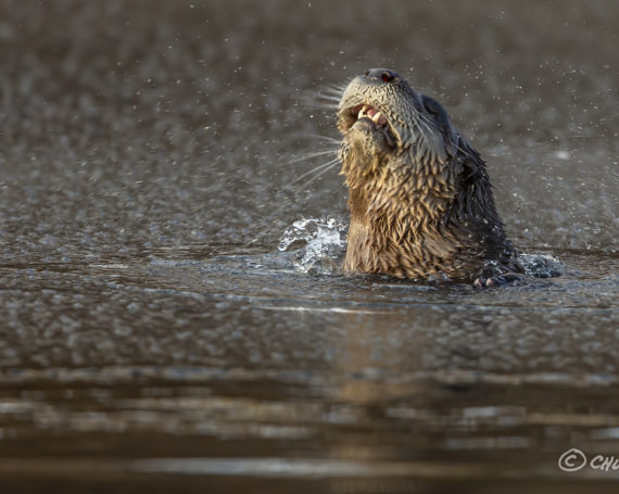 River Otter