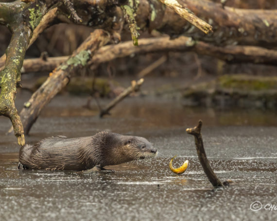 River Otter