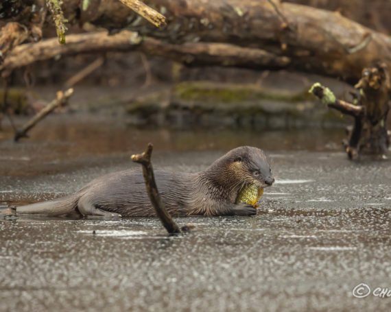 River Otter