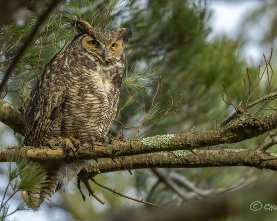 Great Horned Owl