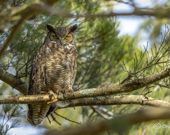 Great Horned Owl