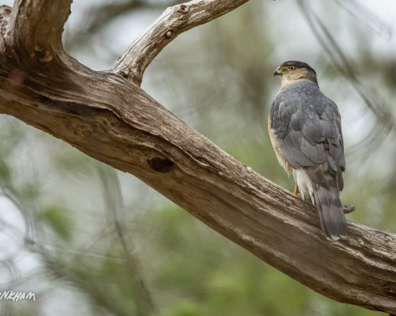 Cooper’s Hawk