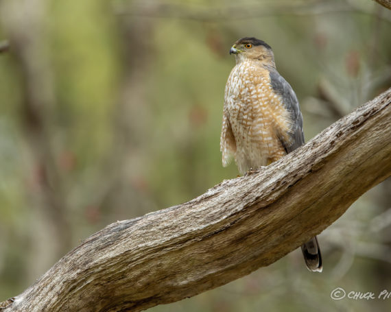 Cooper’s Hawk