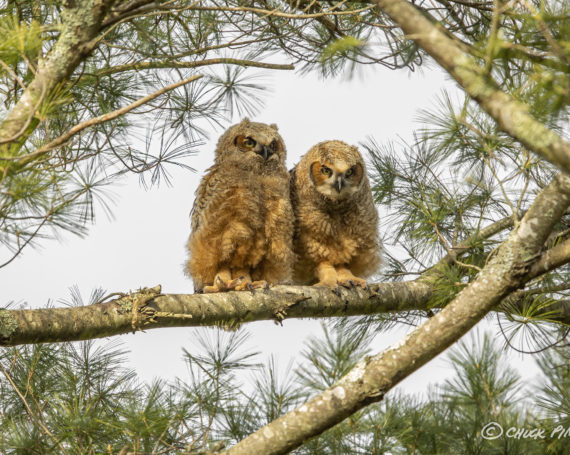 Great Horned Owlets