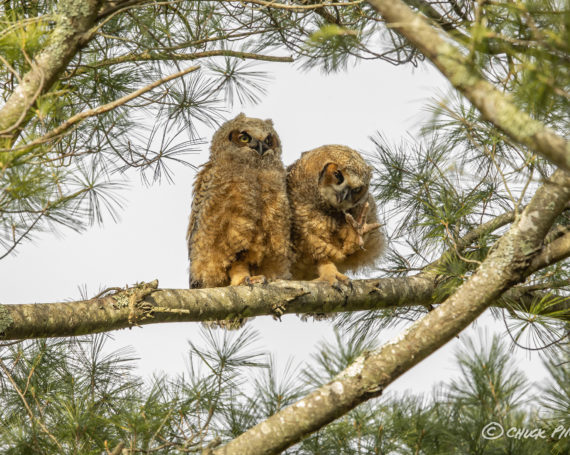 Great Horned Owlets