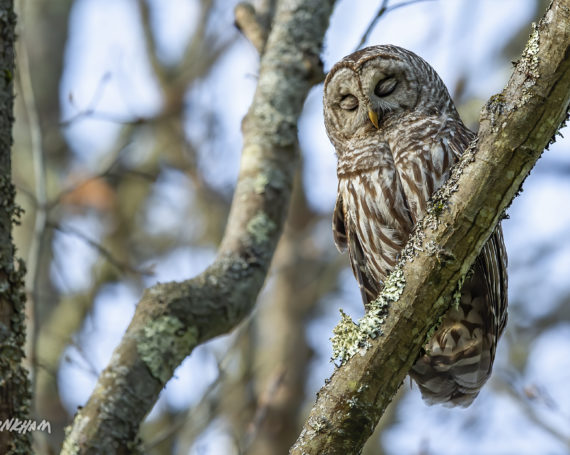 Barred Owl