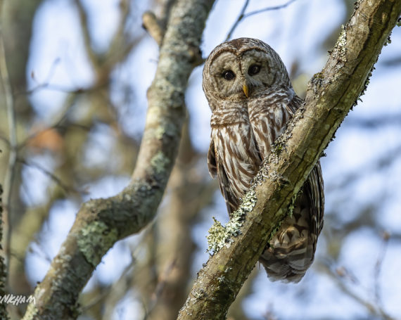 Barred Owl