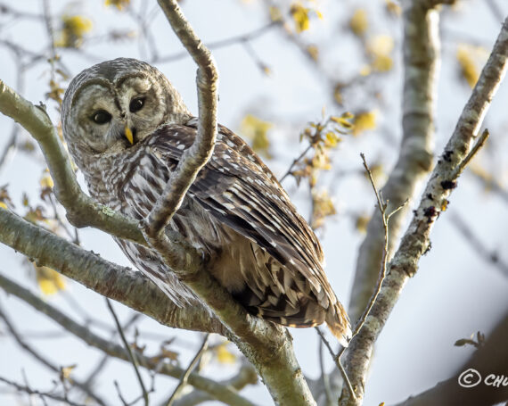 Barred Owl