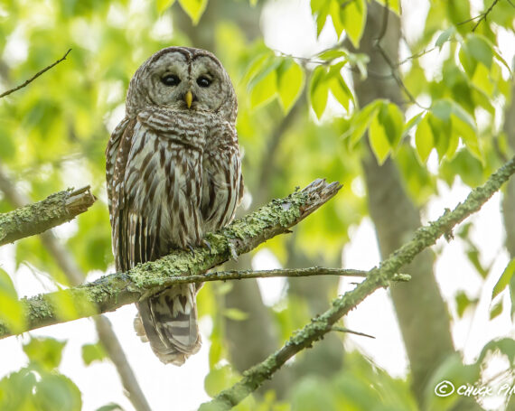 Barred Owl