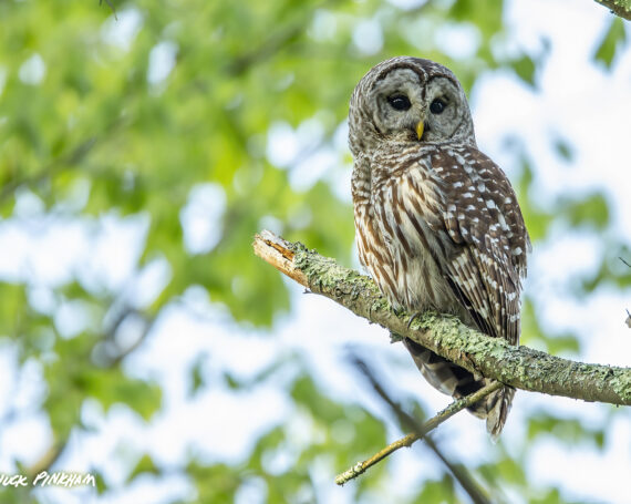 Barred Owl