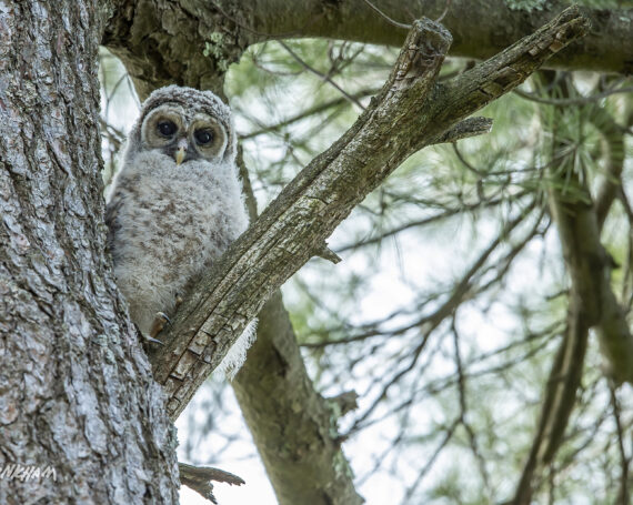 Barred Owlet