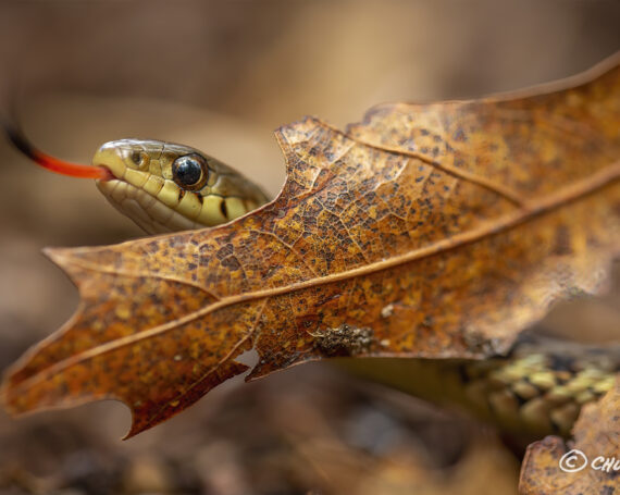 Garter Snake