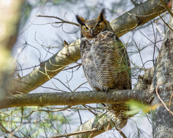 Great Horned Owl