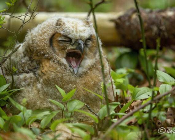 Great Horned Owlet