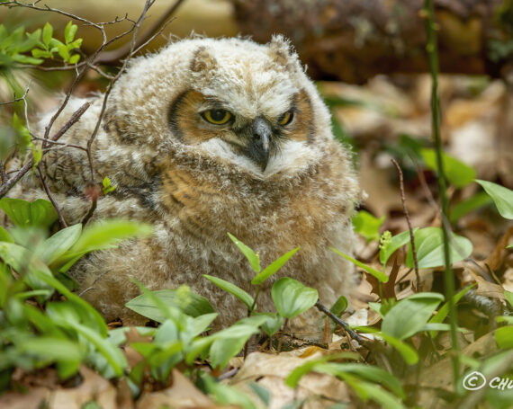 Great Horned Owlet