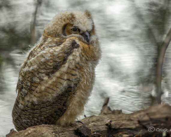 Great Horned Owlet