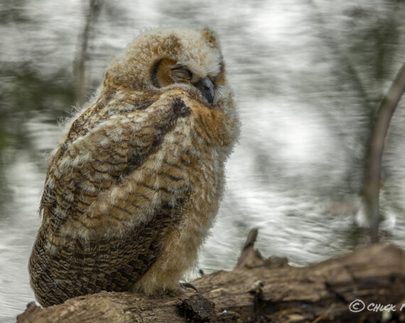 Great Horned Owlet