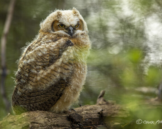 Great Horned Owlet