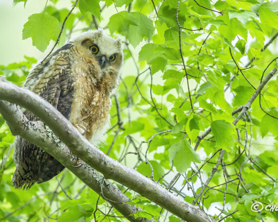 Great Horned Owlet