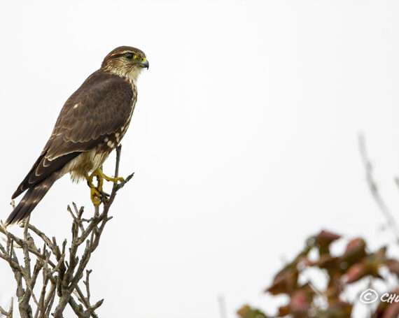 Merlin