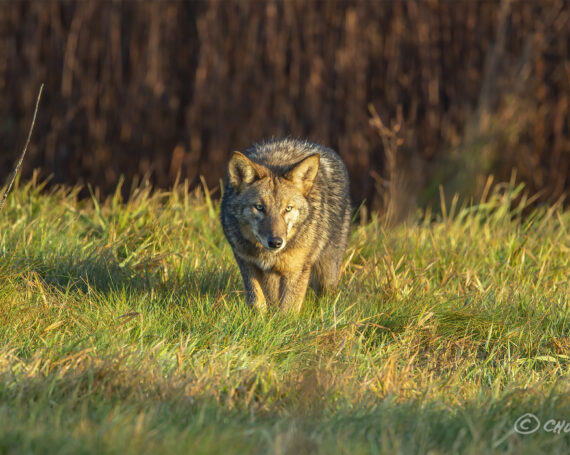 Eastern Coyote