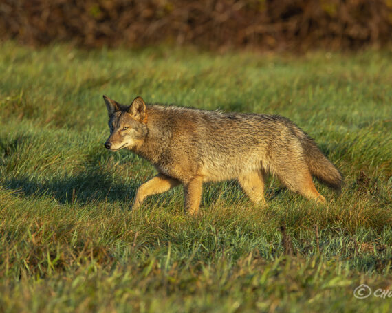 Eastern Coyote