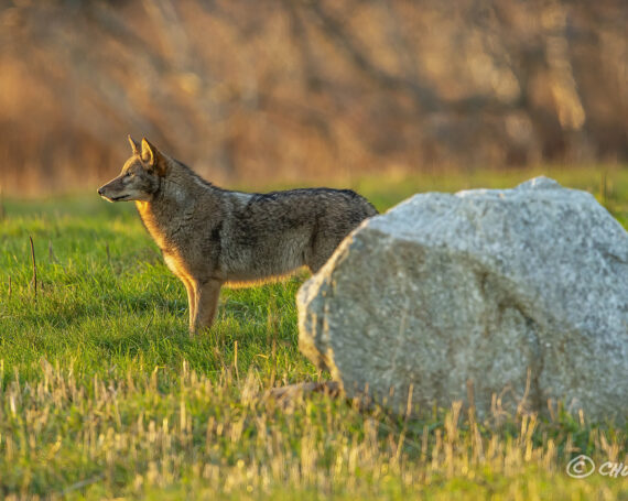 Eastern Coyote