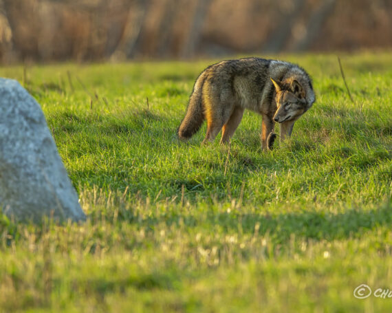 Eastern Coyote