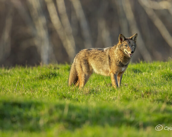 Eastern Coyote