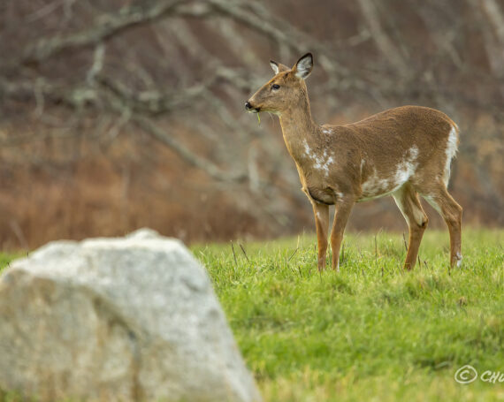 White-Tailed Deer