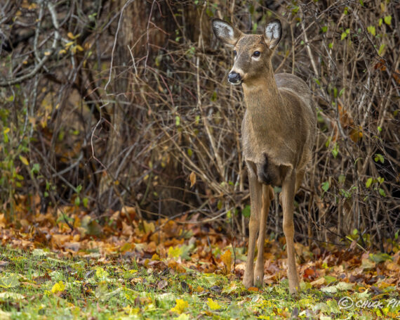 White-Tailed Deer