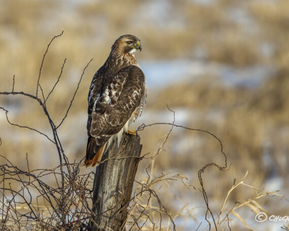 Red-Tailed Hawk