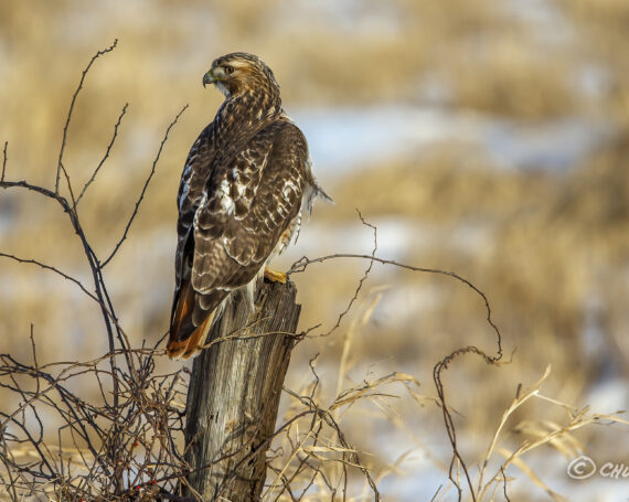 Red-Tailed Hawk