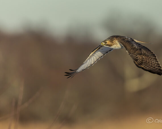 Red-Tailed Hawk