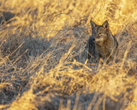 Eastern Coyote