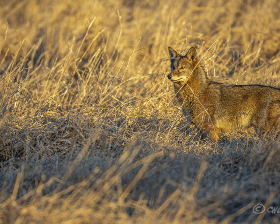 Eastern Coyote