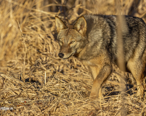 Eastern Coyote